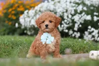 Blake, a male Maltipoo for sale in Millersburg, OH – 6 of 9