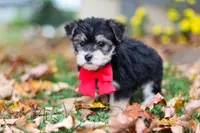 Dylan, a male Morkie for sale in Millersburg, OH – Photo 8 of 9