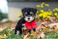 Dylan, a male Morkie for sale in Millersburg, OH – Photo 4 of 9
