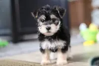 Dylan, a male Morkie for sale in Millersburg, OH – Photo 2 of 9