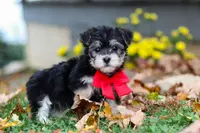 Dylan, a male Morkie for sale in Millersburg, OH – Photo 1 of 9