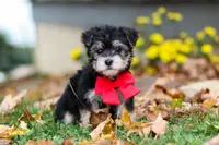 Dylan, a male Morkie for sale in Millersburg, OH – Photo 6 of 9