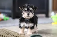 Dylan, a male Morkie for sale in Millersburg, OH – Photo 5 of 9