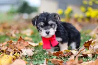 Dylan, a male Morkie for sale in Millersburg, OH – Photo 9 of 9