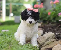 Sparkles, a female Miniature Aussiedoodle for sale in Millersburg, OH – Photo 3 of 7