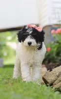Sparkles, a female Miniature Aussiedoodle for sale in Millersburg, OH – Photo 6 of 7
