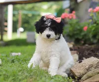 Sparkles, a female Miniature Aussiedoodle for sale in Millersburg, OH – Photo 2 of 7