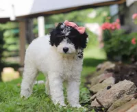 Sparkles, a female Miniature Aussiedoodle for sale in Millersburg, OH – Photo 5 of 7