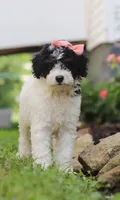 Sparkles, a female Miniature Aussiedoodle for sale in Millersburg, OH – Photo 7 of 7