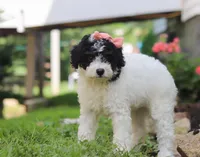 Sparkles, a female Miniature Aussiedoodle for sale in Millersburg, OH – Photo 4 of 7