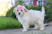 Ana, a female Maltipoo for sale in Millersburg, OH – 5 of 6