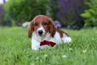 Benji, a male Miniature Dachshund for sale in Millersburg, OH – 2 of 6