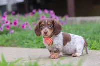 Chloe, a female Miniature Dachshund for sale in Millersburg, OH – 1 of 7