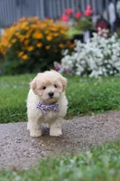 Riley, a male Coton de Tulear and Poodle - Miniature  for sale in Millersburg, OH – 6 of 7