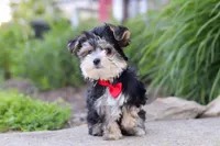 Bennet, a male Morkie for sale in Millersburg, OH – 3 of 6