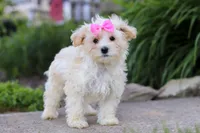 Ana, a female Maltipoo for sale in Millersburg, OH – 3 of 6