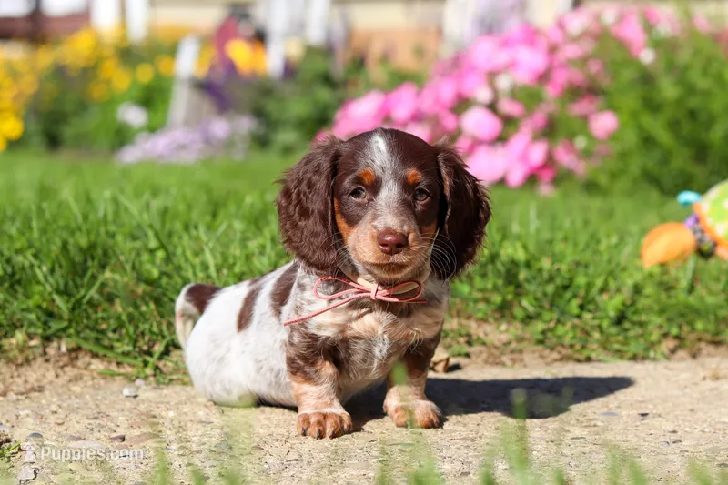 Sadie – Dachshund puppy for sale in Millersburg, OH