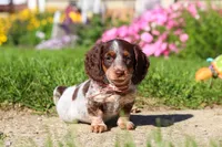Sadie, a female Dachshund for sale in Millersburg, OH – 1 of 6