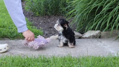 Bennet, a male Morkie for sale in Millersburg, OH – 6 of 6