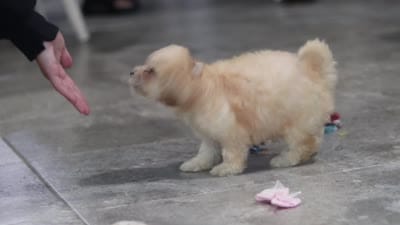 Lily, a female Coton de Tulear and Poodle - Miniature  for sale in Millersburg, OH – 6 of 6