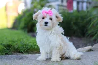 Ana, a female Maltipoo for sale in Millersburg, OH – 4 of 6