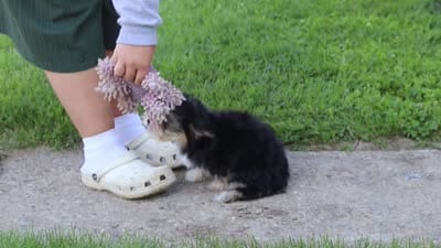 River, a male Morkie for sale in Millersburg, OH – 7 of 7