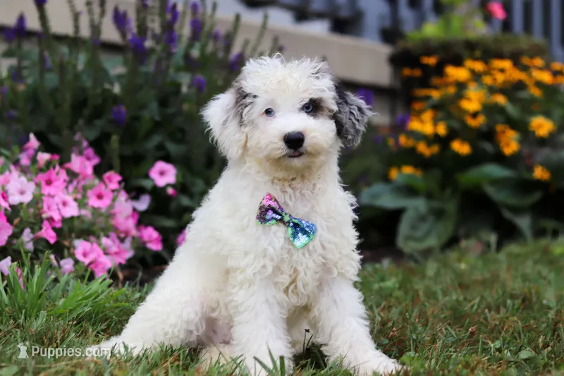 Diamond, a male Miniature Aussiedoodle for sale in Millersburg, OH – Photo 1 of 5