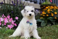 Diamond, a male Miniature Aussiedoodle for sale in Millersburg, OH – Photo 1 of 5