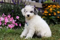 Diamond, a male Miniature Aussiedoodle for sale in Millersburg, OH – Photo 4 of 5