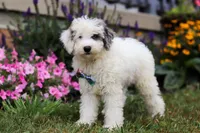 Diamond, a male Miniature Aussiedoodle for sale in Millersburg, OH – Photo 3 of 5