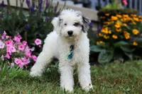 Diamond, a male Miniature Aussiedoodle for sale in Millersburg, OH – Photo 5 of 5