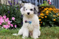 Diamond, a male Miniature Aussiedoodle for sale in Millersburg, OH – Photo 2 of 5