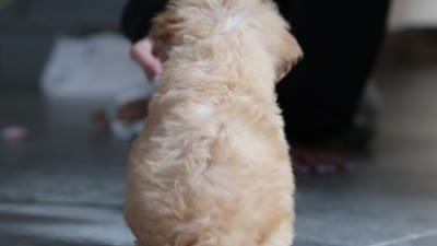 Haven, a female Maltipoo for sale in Millersburg, OH – 10 of 10