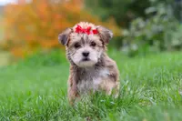 Madeline, a female Morkie for sale in Millersburg, OH – Photo 4 of 10