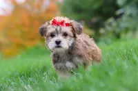 Madeline, a female Morkie for sale in Millersburg, OH – Photo 5 of 10