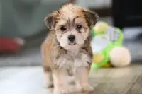 Madeline, a female Morkie for sale in Millersburg, OH – Photo 9 of 10