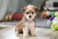 Madeline, a female Morkie for sale in Millersburg, OH – Photo 6 of 10