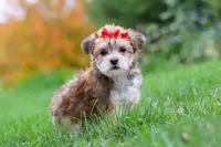 Madeline, a female Morkie for sale in Millersburg, OH – Photo 1 of 10