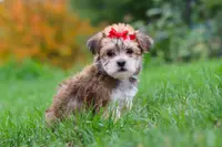 Madeline, a female Morkie for sale in Millersburg, OH – Photo 3 of 10