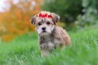 Madeline, a female Morkie for sale in Millersburg, OH – Photo 2 of 10