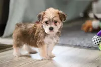 Madeline, a female Morkie for sale in Millersburg, OH – Photo 7 of 10