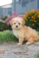Haven, a female Maltipoo for sale in Millersburg, OH – 9 of 10
