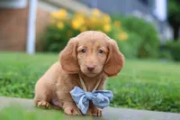 Chance, a male Miniature Dachshund for sale in Millersburg, OH – 4 of 8