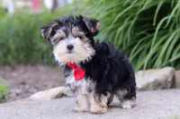 Bennet, a male Morkie for sale in Millersburg, OH – 5 of 6