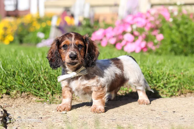 Alex – Dachshund puppy for sale in Millersburg, OH