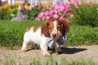 Cooper, a male Dachshund for sale in Millersburg, OH – 4 of 5