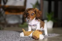 Queen, a female Miniature Dachshund for sale in Millersburg, OH – Photo 3 of 10