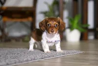 Queen, a female Miniature Dachshund for sale in Millersburg, OH – Photo 7 of 10