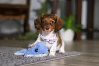 Queen, a female Miniature Dachshund for sale in Millersburg, OH – Photo 10 of 10