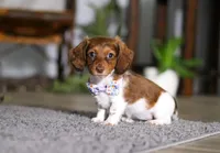 Queen, a female Miniature Dachshund for sale in Millersburg, OH – Photo 2 of 10